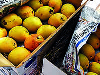 mango: A heat wave's lamented victim: The mango, India's king of fruits -  The Economic Times