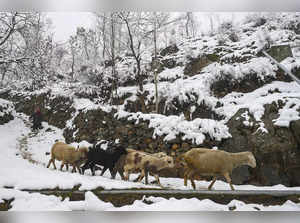 Boy herds a flock of sheep during a light snowfall