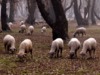 J&K admin signs MoU with New Zealand company to transform sheep farming sector