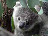 Australia warns koalas 'endangered' as numbers plunge