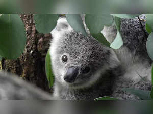 Australia Koalas Endangered.