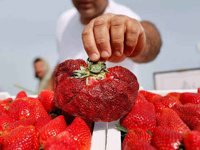 ​The previous record-holder for the heaviest strawberry was a Japanese fruit grown in 2015 in Fukuoka that tipped the scales at 250 grams​.