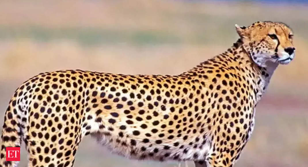 Cheetah Cheetah