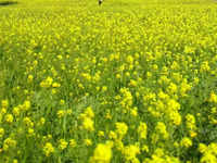 mustard price: Latest News & Videos, Photos about mustard price | The  Economic Times - Page 1