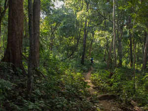 chattisgarh-forest