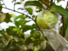 Guava export rises to $2.09 million in April-January