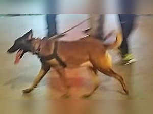 K-9, 10-year-old lead cops to Mumbai bank robbers
