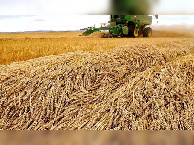wheat-photo