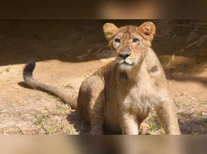 In pics: On Navratri, 3 lions, 2 tigresses get named at Delhi zoo?
