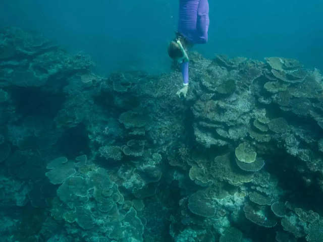 ​'Mass mortality' of coral species