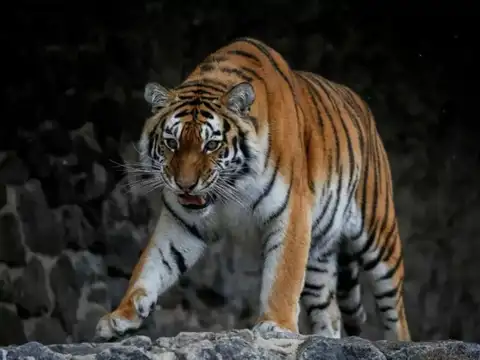 Zoo director
