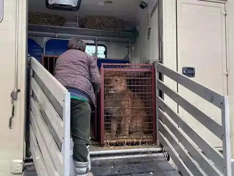 Animals driven to Polish border