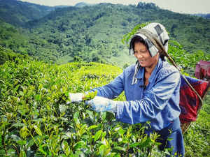 Tea exports - others