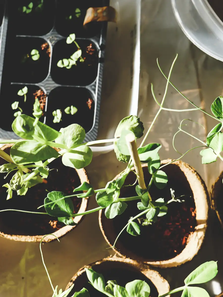 Plants How indoor plants can better living conditions EconomicTimes