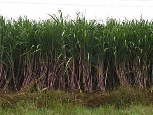 Sugarcane-bccl