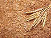 India signs deals to export 500,000 T wheat, as global prices surge