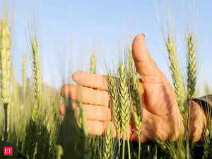 wheat photo.