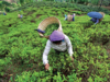 Tea industry seeks special financial package from Centre