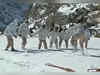 Himachal Pradesh: ITBP 'Himveers' play Kabaddi in the snow in high Himalayas