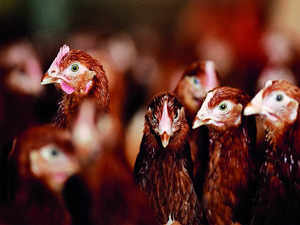 State poultry farmers & breeders forum says all protocol in place