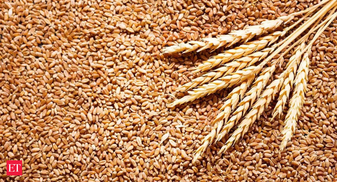 Ukraine Warfare | Wheat: India acts to grab hole in wheat export market left by Ukraine struggle