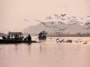 Jabalpur: Migratory birds fly over the Narmada river during sunrise on a cold wi...