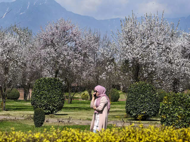 Badamwari Garden - It's spring! Almond trees in bloom in Kashmir | The  Economic Times