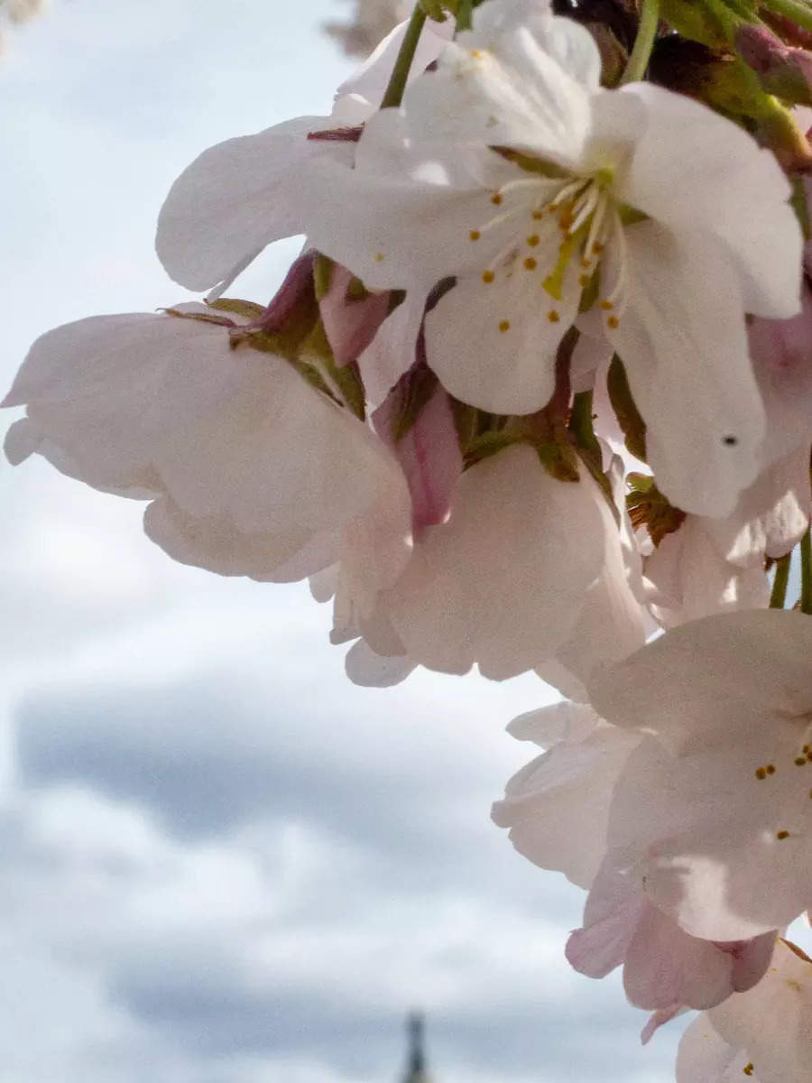 Washington DC Peak bloom! Cherry blossom time in Washington DC