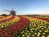 Top tulip gardens of the world