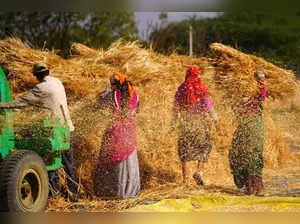 Ajmer: Farm workers thresh newly harvested wheat crop at a village on the outski...