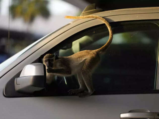 ​"Monkeys at job"