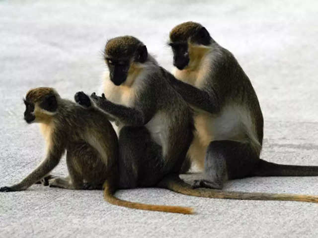 ​Vervet monkey