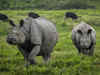 Rhino population increases by 200 at Kaziranga park