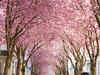 Sakura! Japanese celebrate cherry blossoms