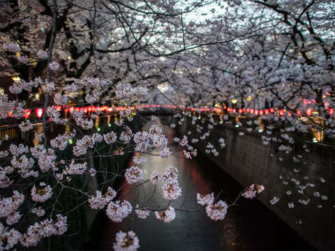 Japan's favorite flower - Sakura! Japanese celebrate cherry blossoms