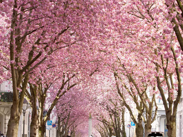 Cherry Blossoms : Sakura! Japanese celebrate cherry blossoms