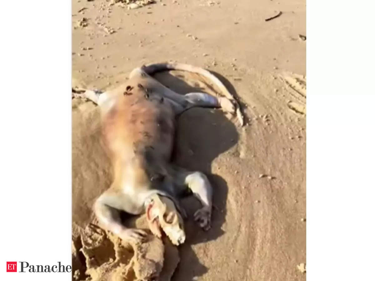 Alien: Mysterious 'alien-like creature' with reptilian skull, long tail  appears on Australian beach, video goes viral - The Economic Times