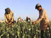 Taliban chief orders ban on poppy cultivation in Afghanistan