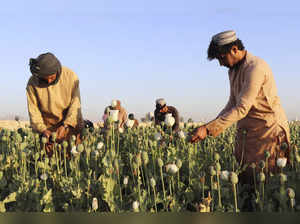 Afghanistan Poppy Ban