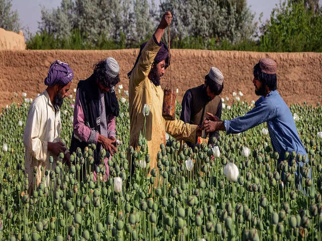 Surge in the number of farmers cultivating poppy