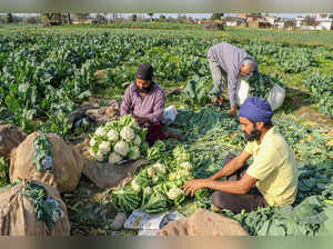 Jammu: Farmers harvest cauliflower from a farm on the outskirts of Jammu. (PTI P...
