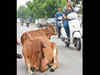 Maldhari community opposes Gujarat govt bill on stray cattle menace control