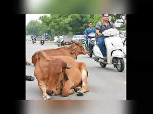 Gujarat govt drafting a stringent bill to curb cattle menace