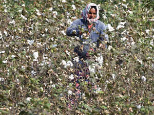 Trade body CAI cuts India’s 2021-22 cotton production estimate by 2.33%