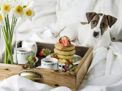 Paw-fect Menus