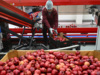 IG International enters joint venture with Engin Tarim for apple cultivation
