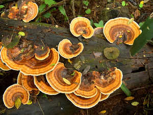 Several in Assam after consuming wild poisonous mushroom