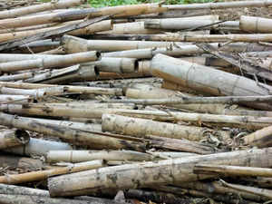 Bamboo-waste-istock