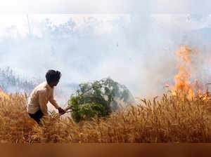 Bathinda: A farmer tries to extinguish a fire that broke out in a wheat farm wit...