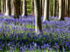 Belgian bluebells: A balm for the soul for your blue days amid Covid anxiety & war